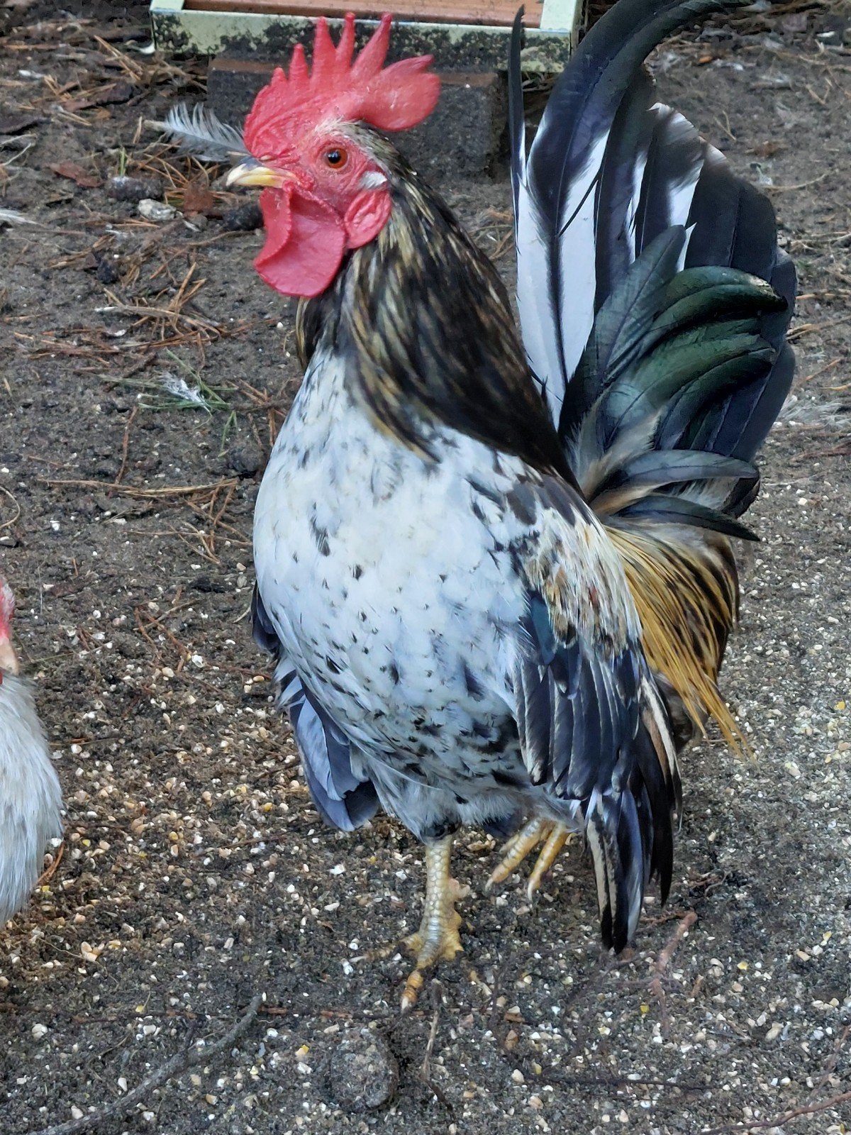 2 serama haantjes split zijdeveer, Mâle, Poule ou poulet