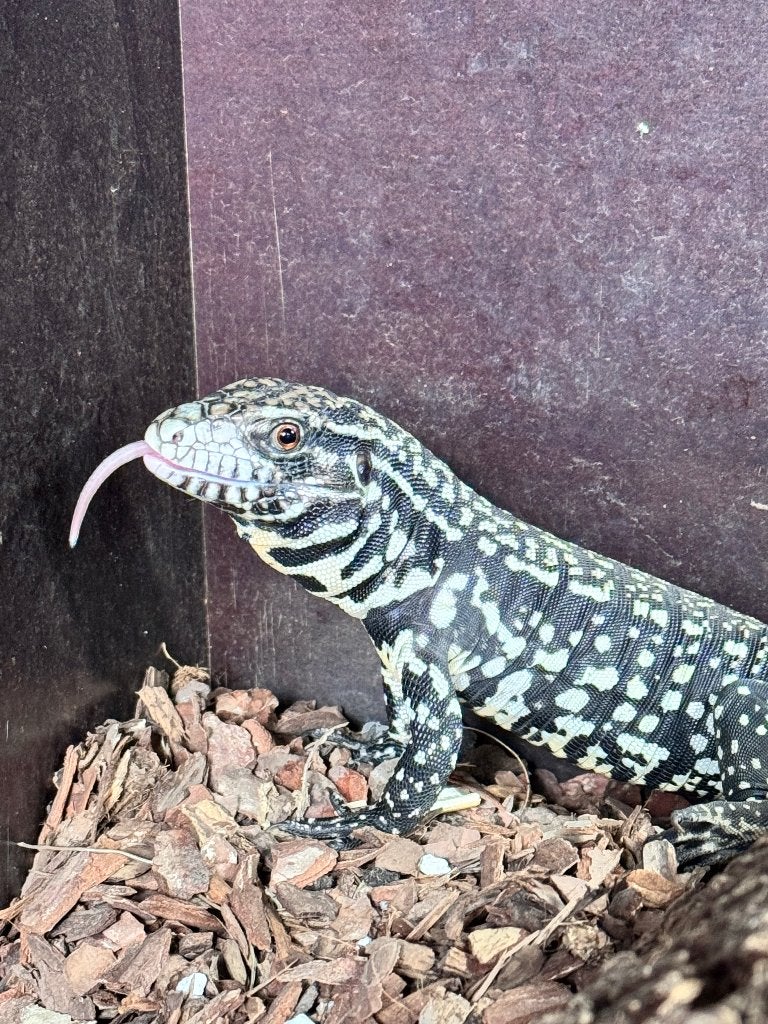 Teju d’Argentine - Salvator Merinae, Lézard, 0 à 2 ans