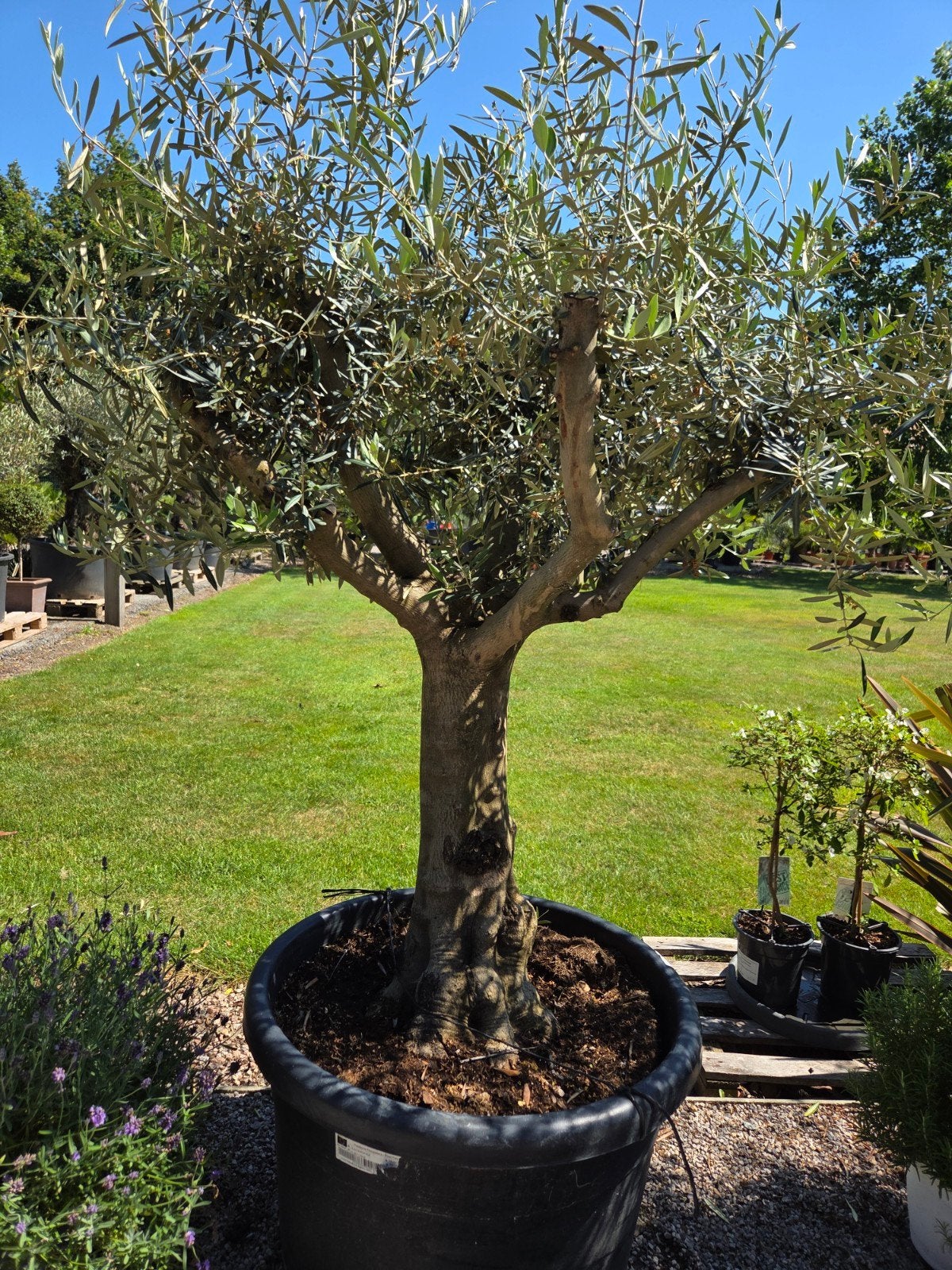 Olijfboom Olea Europaea mooi vertakt, Tuin en Terras, Planten | Bomen, Ophalen, Olijfboom