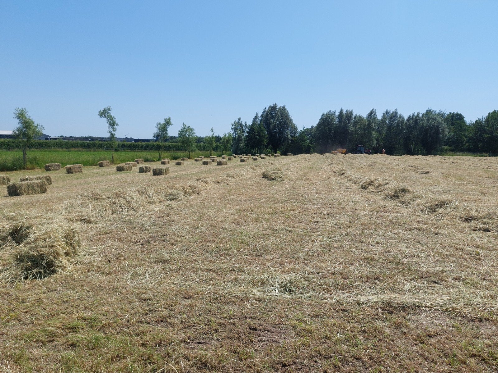 kleine hooibalen - eerste snede, Dieren en Toebehoren