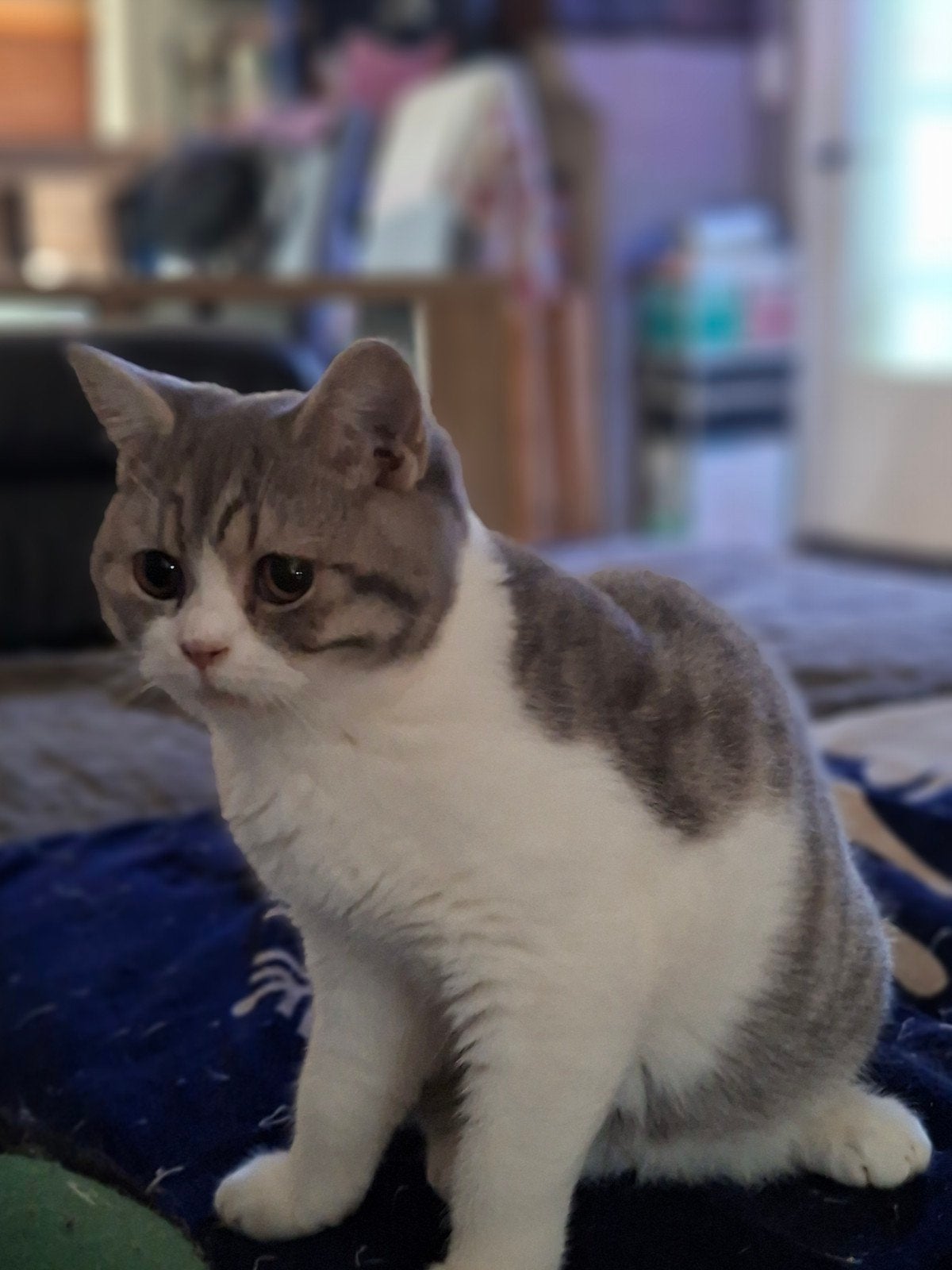 Gentle British Shorthair Katin, Animaux & Accessoires, Chatte ou Chat, Avec puce électronique, 0 à 2 ans