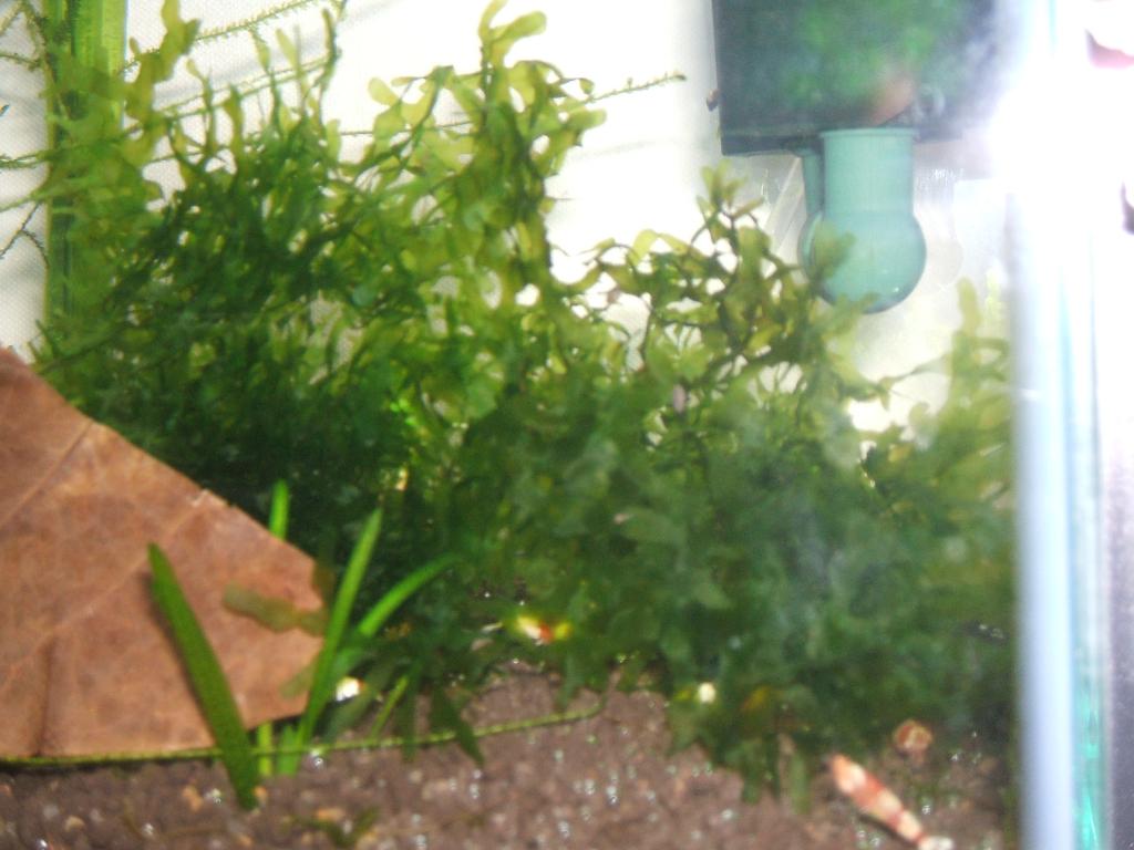 levermos grote pot 1l, Dieren en Toebehoren, Ophalen