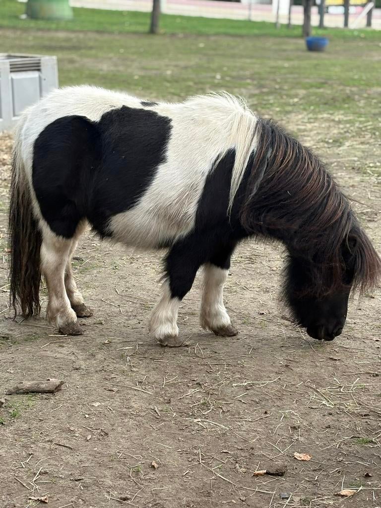 Shetland merrie, Merrie
