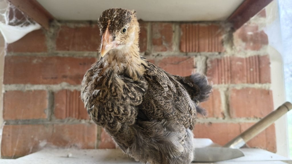 Raszuivere Cochin Groothoenders Goudpatrijs kuikens, Plusieurs animaux, Poule ou poulet