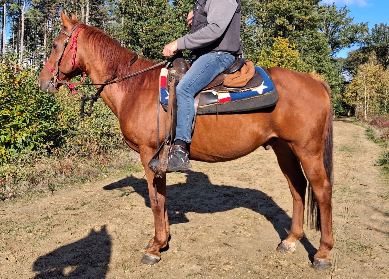 top brave quarter ruin, Dieren en Toebehoren, E pony (1.48m - 1.57m), Ruin, Zadelmak, 11 jaar of ouder