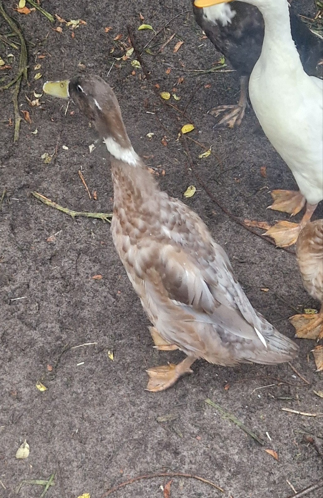 loopeend  woerd, Dieren en Toebehoren, Pluimvee