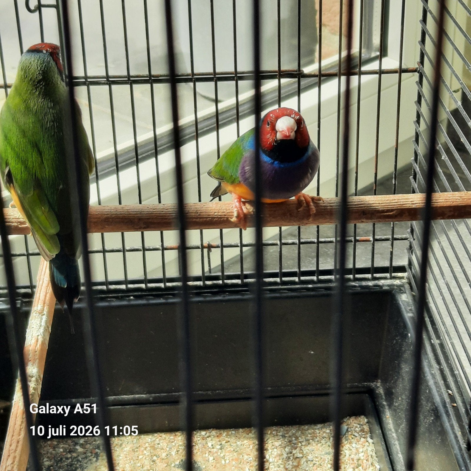 Mandine dorée, Animaux & Accessoires