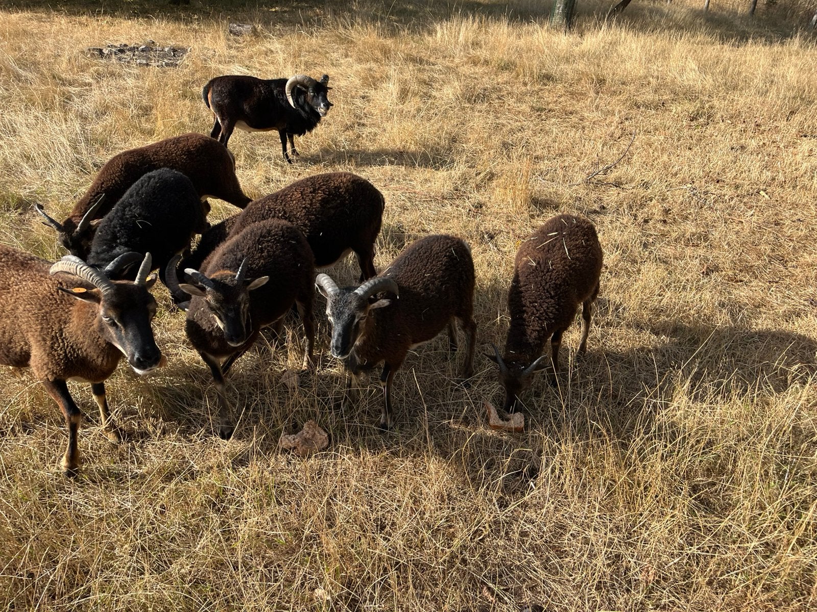 Soay ooilam, Dieren en Toebehoren