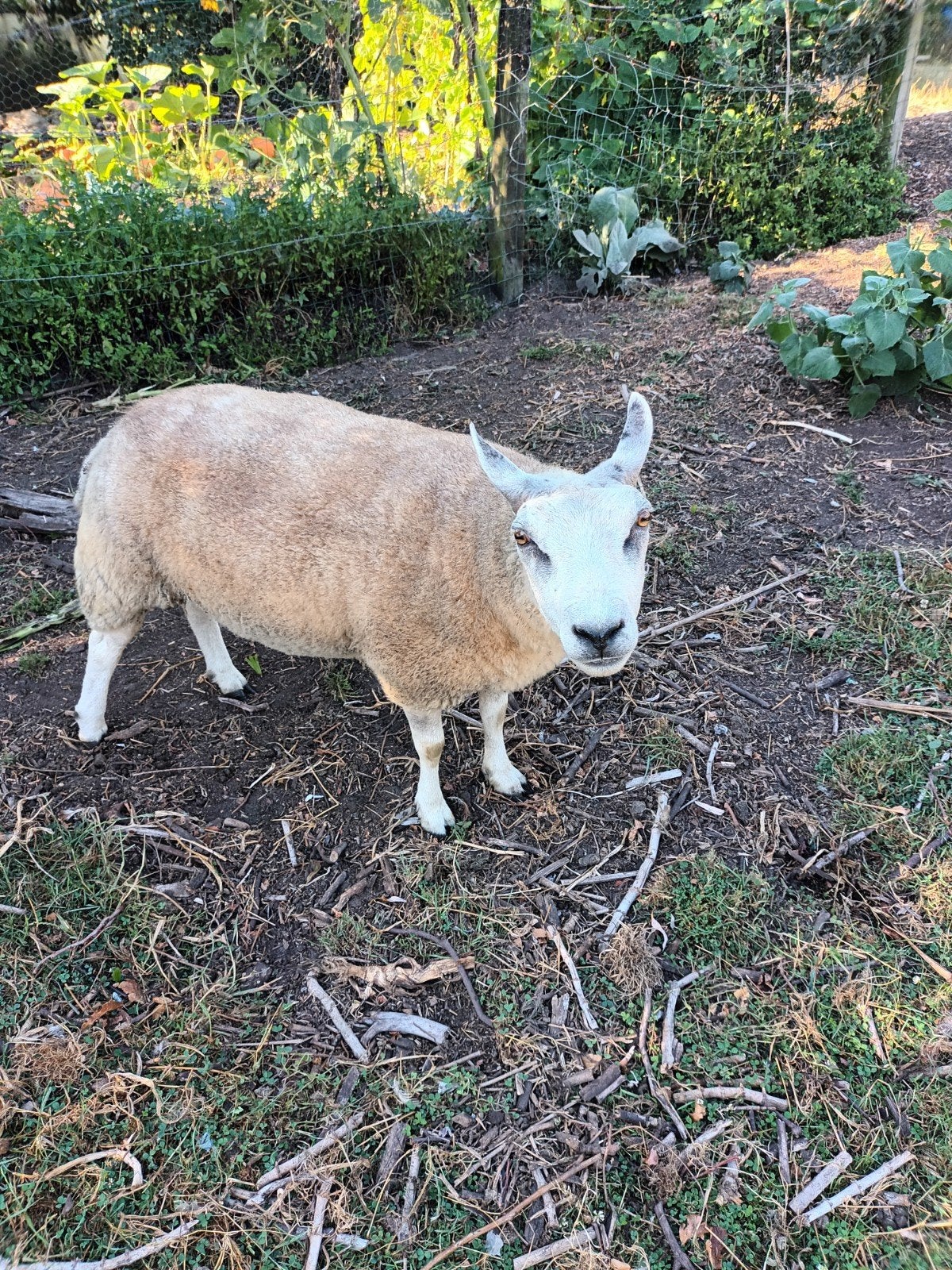 schaap met 2 ramlammers, Dieren en Toebehoren, Schaap