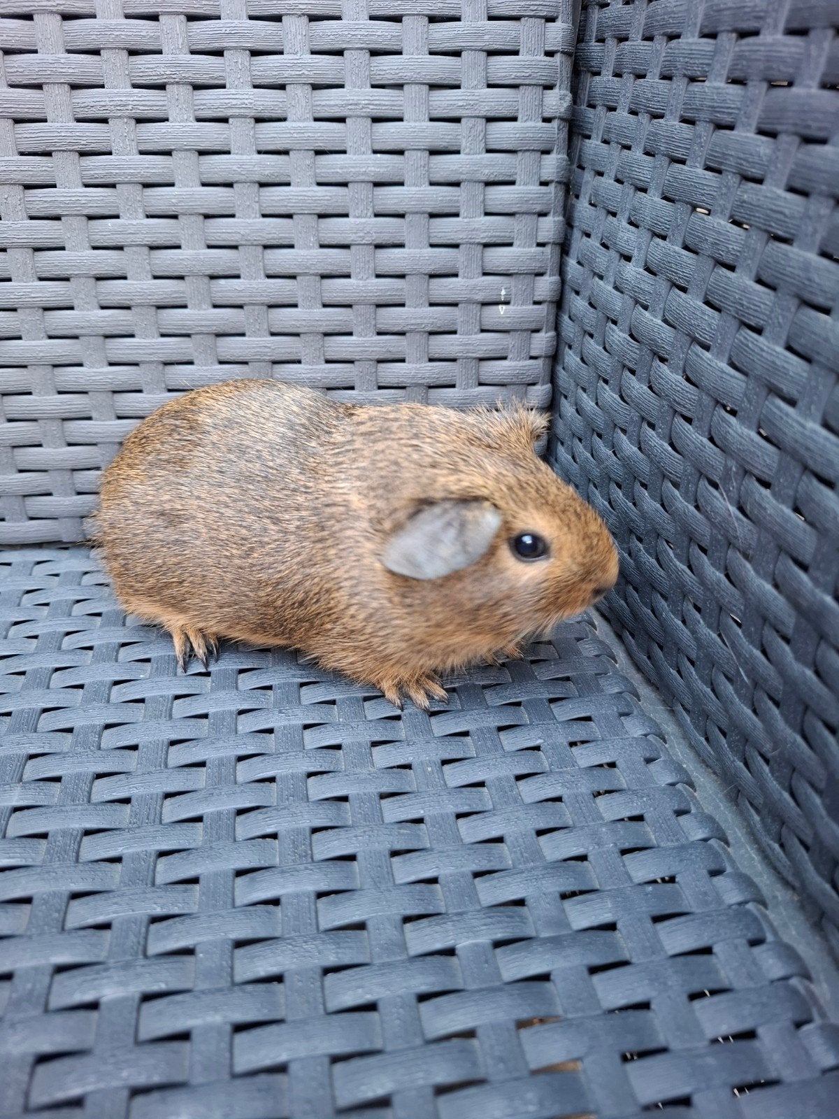 Cochon d'Inde femelle, Animaux & Accessoires, Juin, Femelle, Cobaye