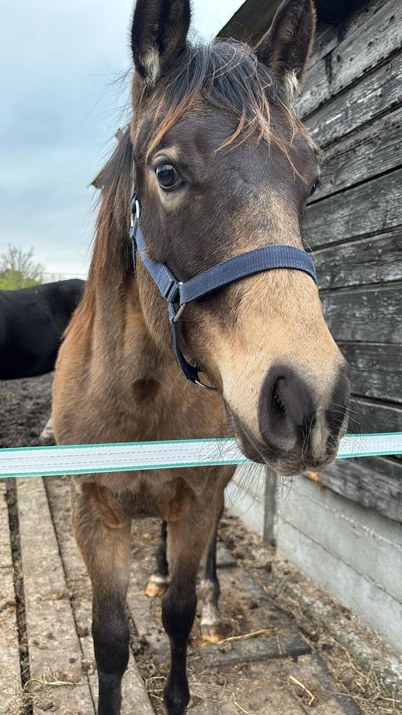 Buckskin hengsten veulen sterk verlaagd in prijs, Dieren en Toebehoren, Paarden, Minder dan 160 cm, Met stamboom, Niet van toepassing