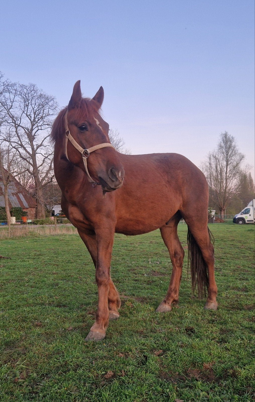 Lieve D pony ruin, 5jaar, Dieren en Toebehoren, Paarden, Minder dan 160 cm, Ruin, Zadelmak, 3 tot 6 jaar