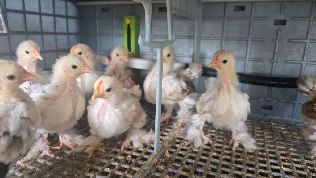 Poussins Bantam Pékin, Dieren en Toebehoren, Pluimvee