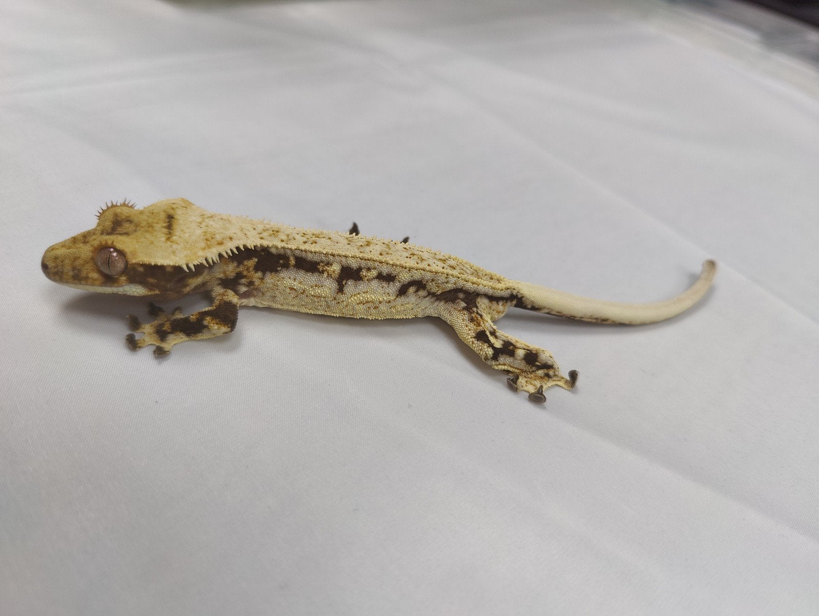 high white wimpergekko man, Dieren en Toebehoren