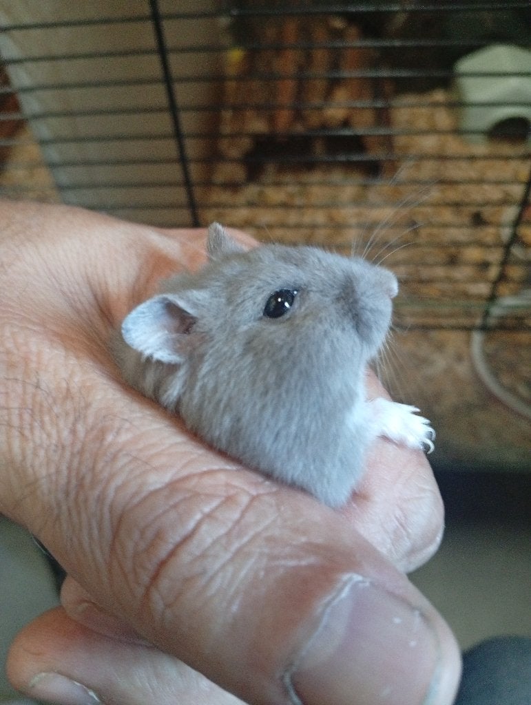 Nestje grijze dwerghamsters, Dieren en Toebehoren, Hamster, Juni, Meerdere dieren, Tam