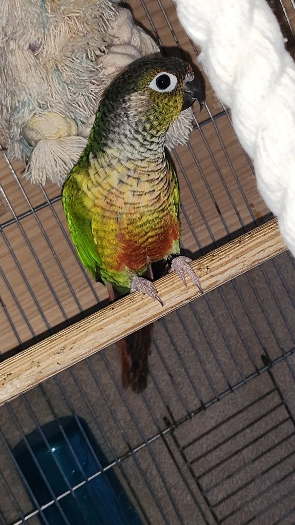 Couples conures, Plusieurs animaux, Perroquet, Domestique