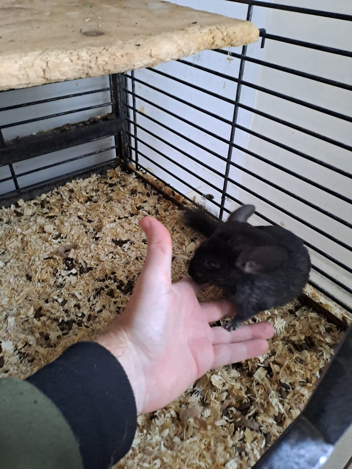 chinchila vrouwtje, Dieren en Toebehoren, Juli, Vrouwelijk, Chinchilla