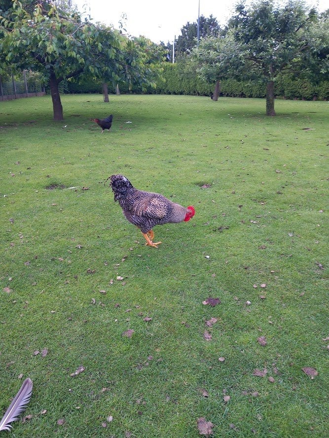 Amrock coq, Enlèvement