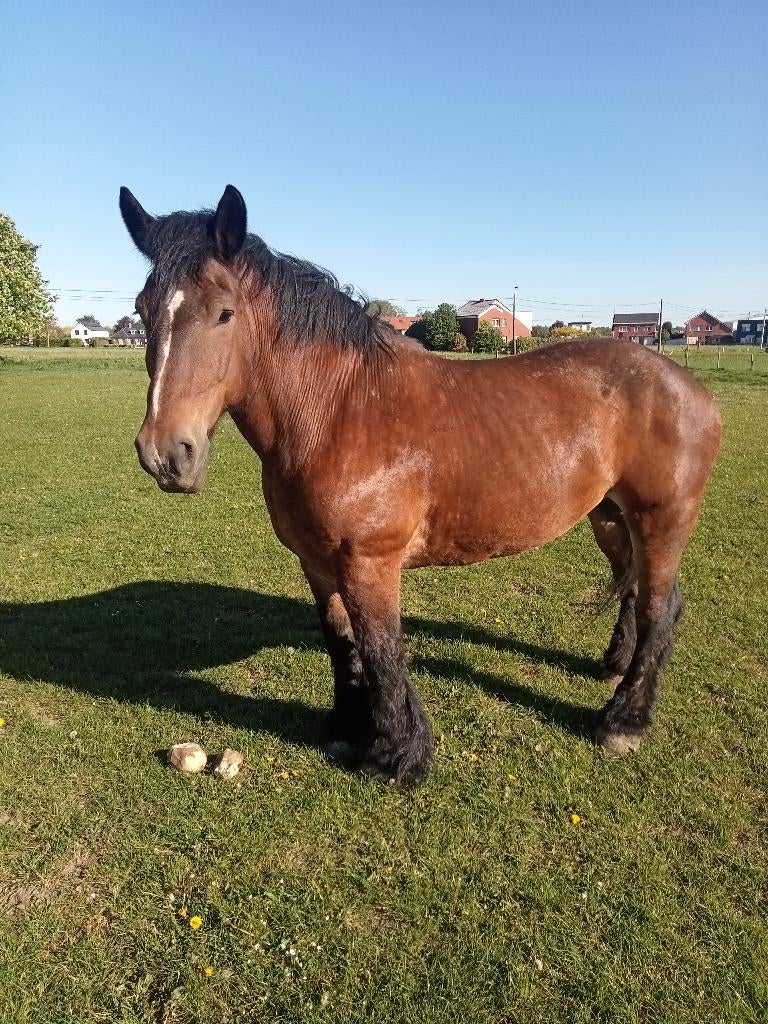 boerenpaard merrie Betty, Animaux & Accessoires, Chevaux, Jument, Non dressé, 11 ans ou plus