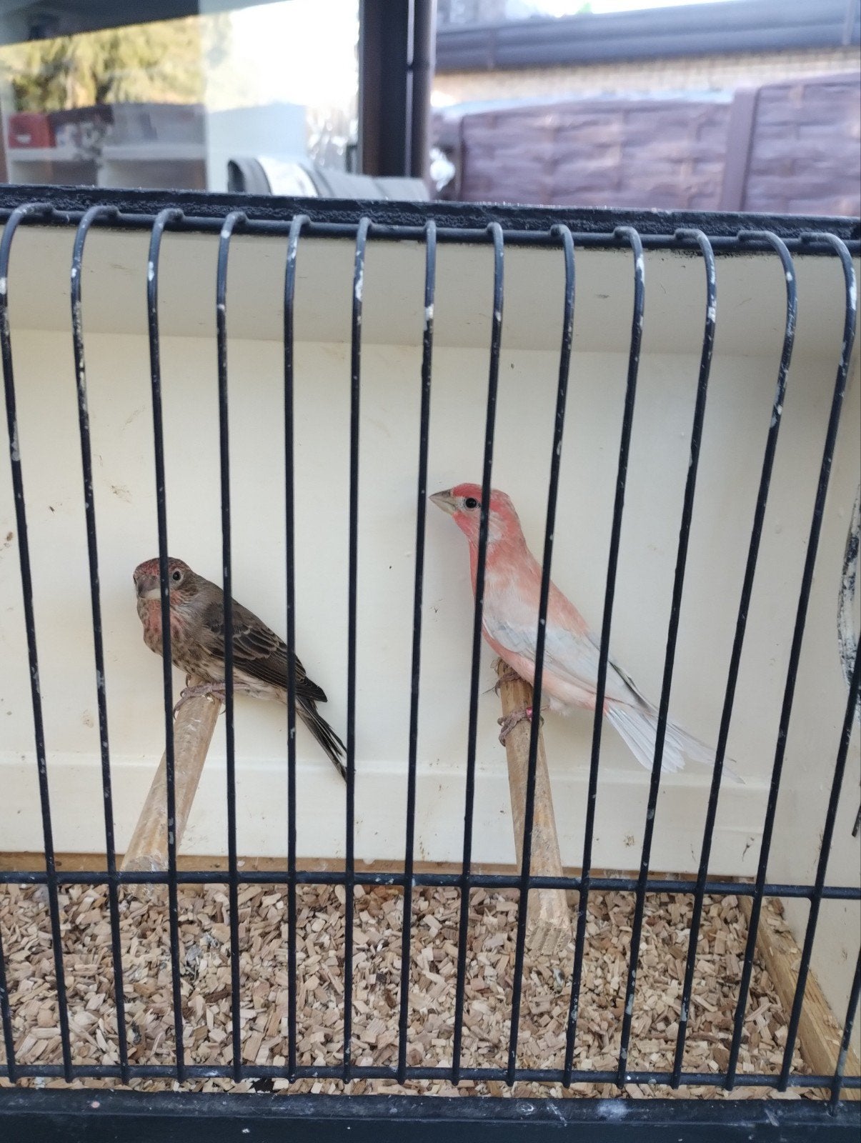 kweekkoppel opaal x WK split opaal roodmussen zie foto's, Dieren en Toebehoren, Tropenvogel, Geringd