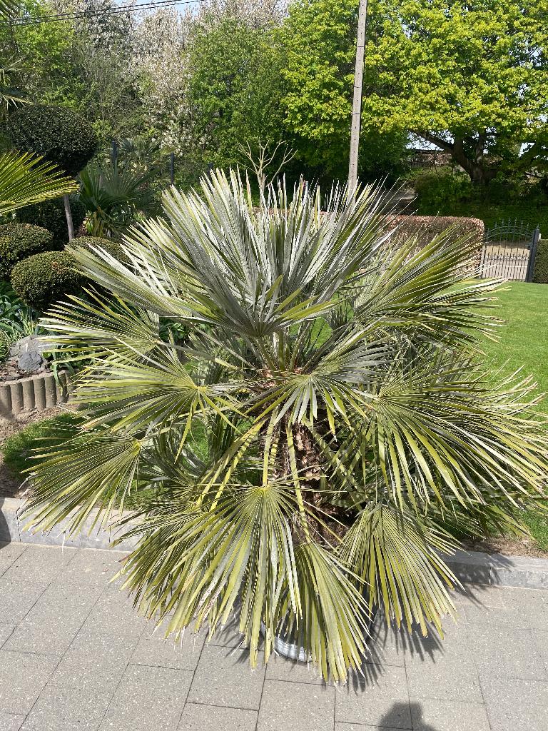 Palm chamaerops humilis, Ophalen, Gebruikt