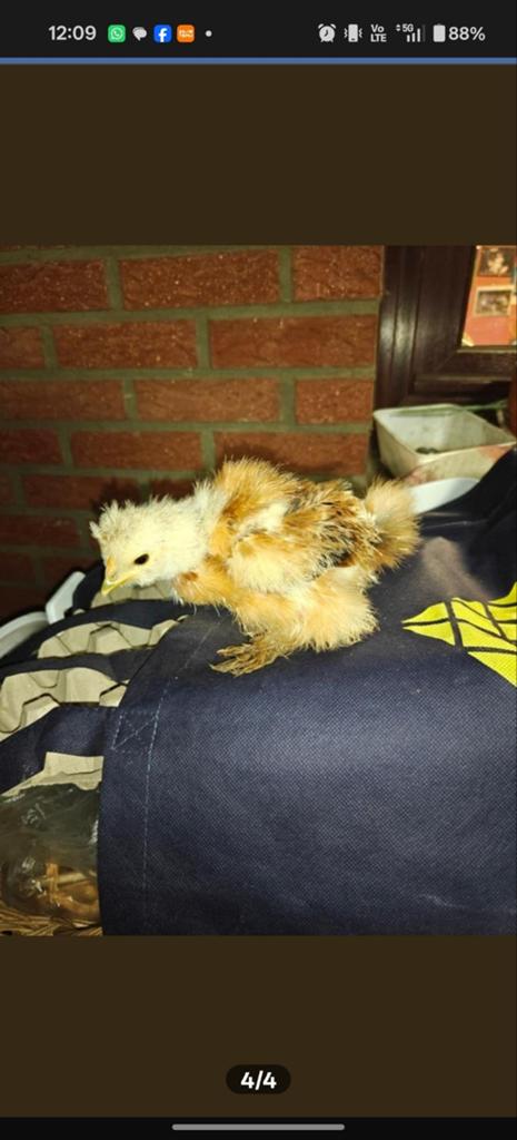 Kuikens zijdehoender, serama, krul en kriel., Dieren en Toebehoren