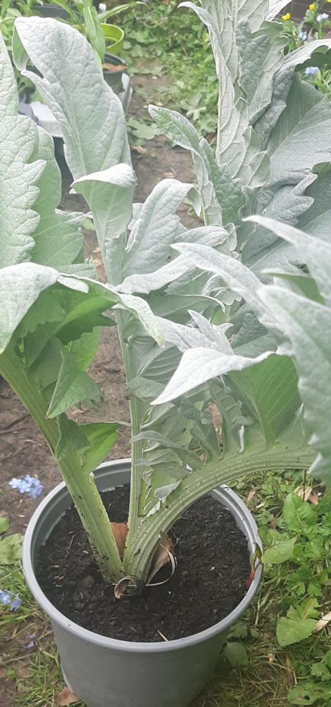 Cardon (Cynara cardunculus)