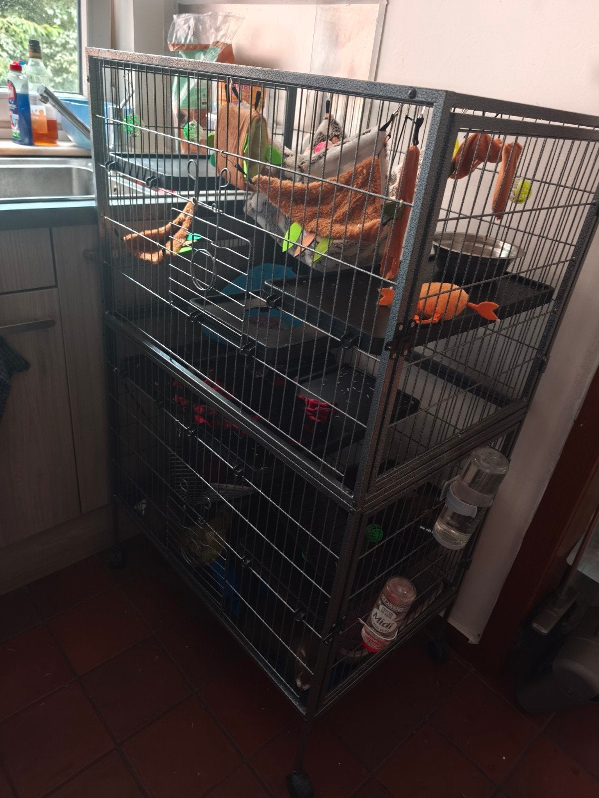 3 fretjes en kooi (black sable en silver mitt), Dieren en Toebehoren, Fret, Mei, Meerdere dieren, Tam