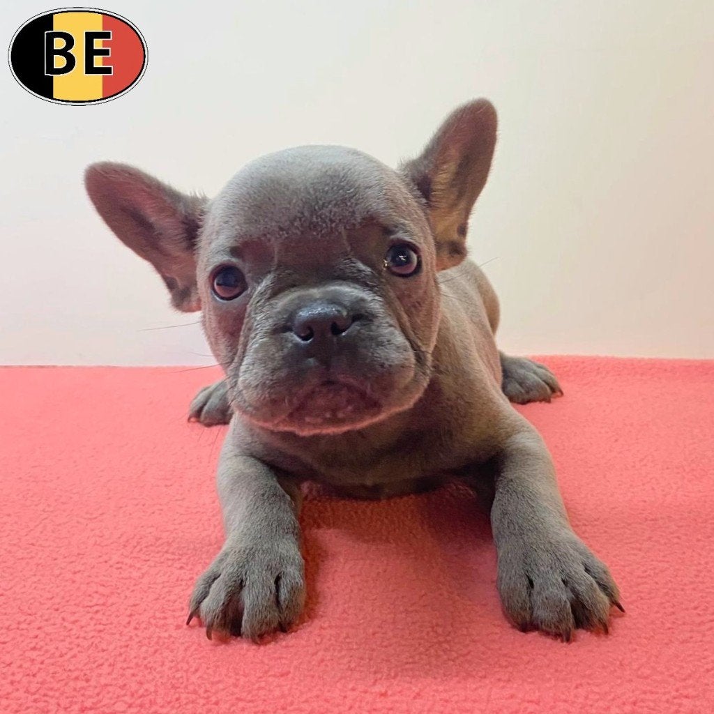 Franse Bulldog - Leuke pups te koop (geboren in België), Dieren en Toebehoren, Parvo, België, 8 tot 15 weken, Meerdere