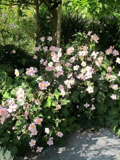Anemone Robusttissima, Tuin en Terras, Ophalen