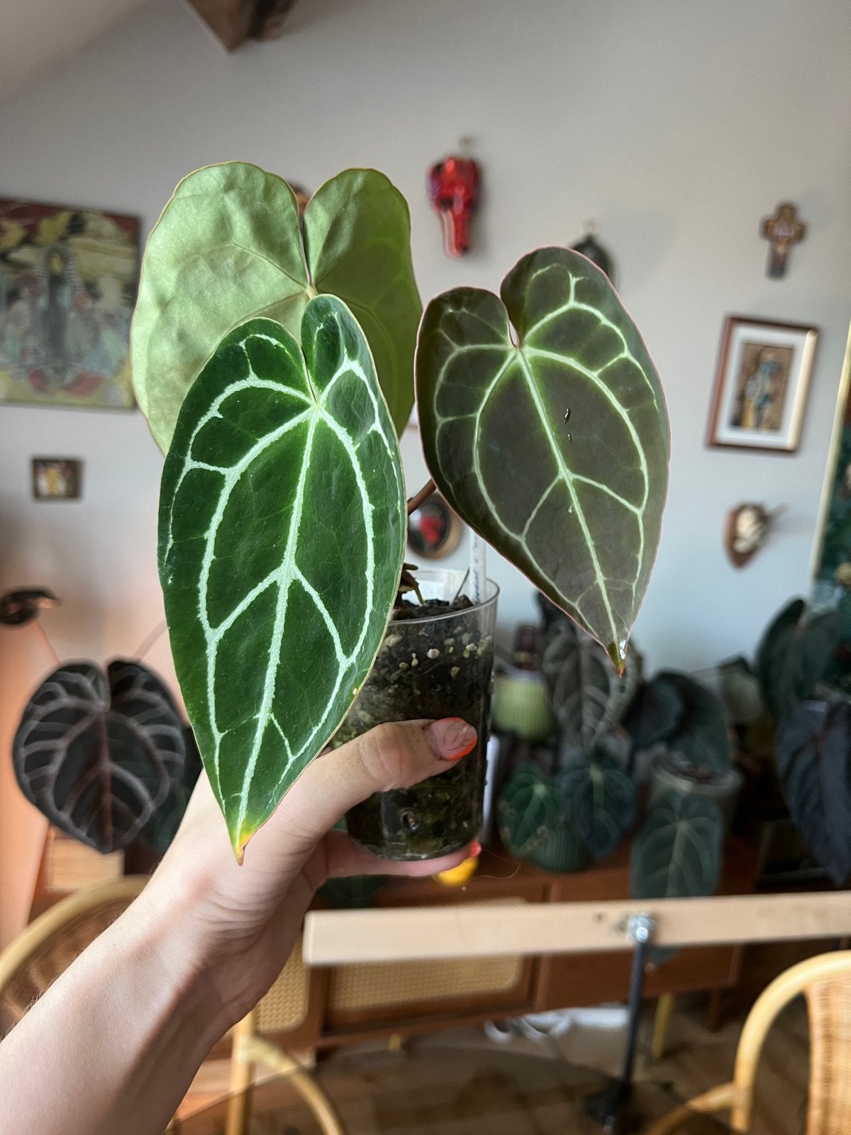 Anthurium besseae aff x Crystalinum, Enlèvement ou Envoi