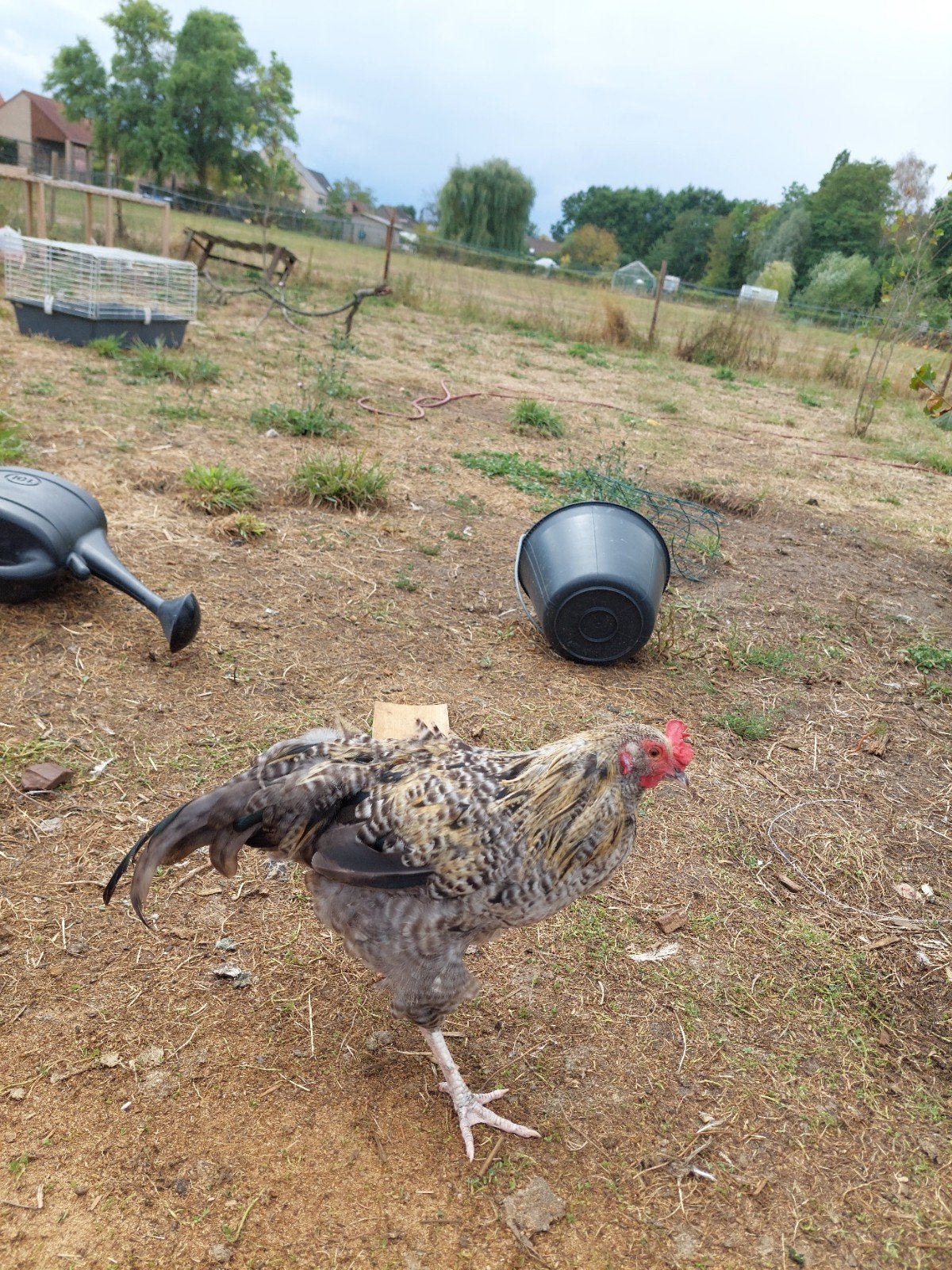 haan, Dieren en Toebehoren, Pluimvee