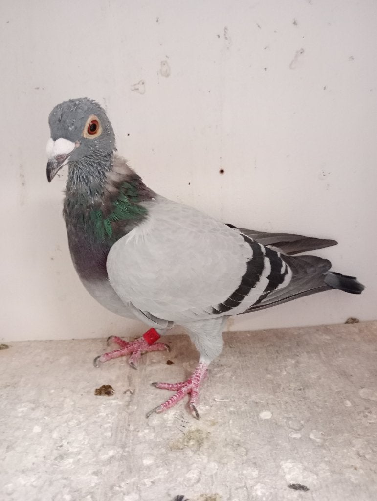Poule reproductrice ! ! ! ! !, Femelle, Pigeon voyageur