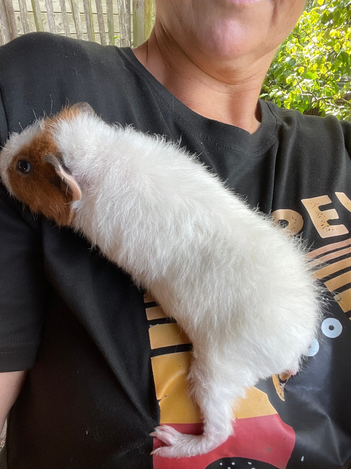 2 teddy cavia beertjes, Cavia, Mannelijk, Mei, Tam