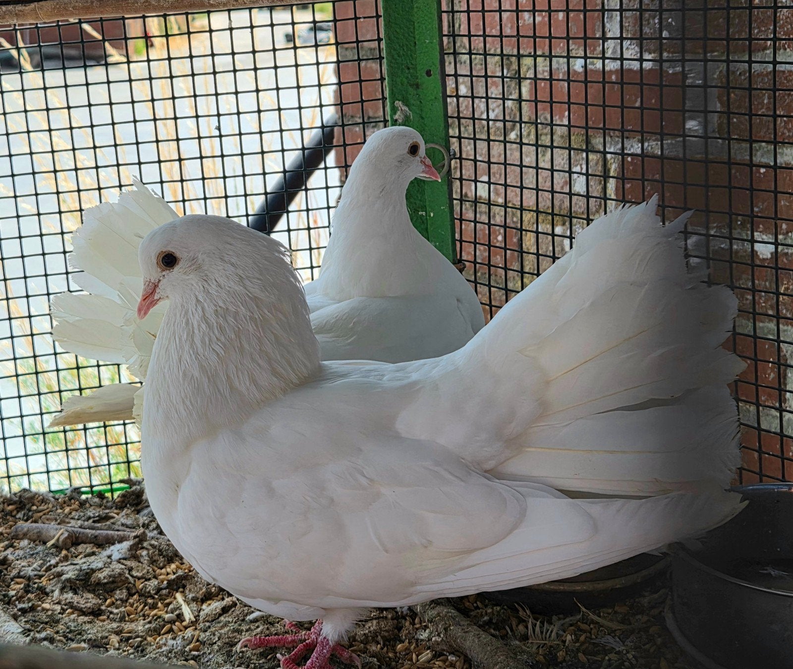 Koppel witte sierduiven,  pauwstaart, Plusieurs animaux