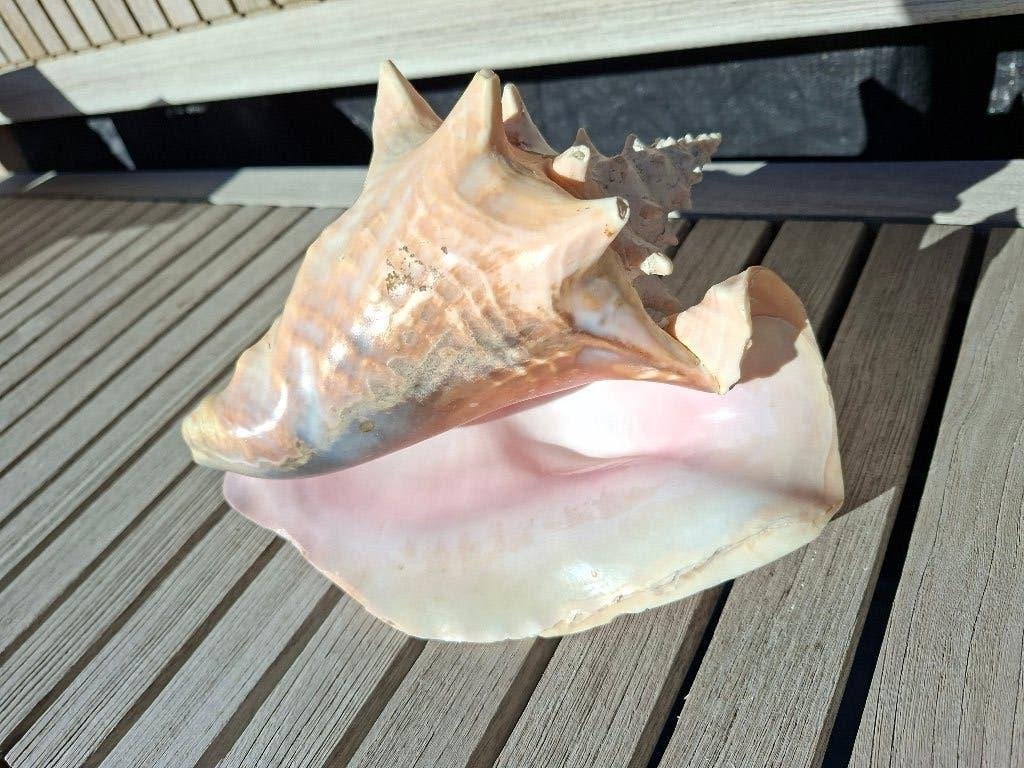 Zee schelp, Ophalen, Gebruikt