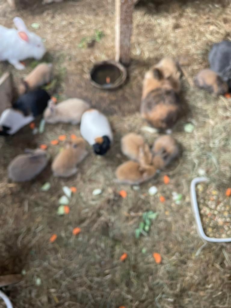 Jeunes lapins nains (têtes de lions), Plusieurs animaux, Nain, 0 à 2 ans
