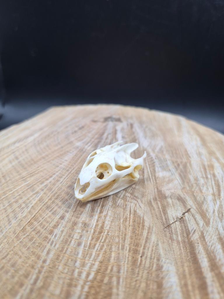 Authentieke schedel van een waterschildpad (osteologie/kabin, Verzamelen, Dierenverzamelingen, Schedel
