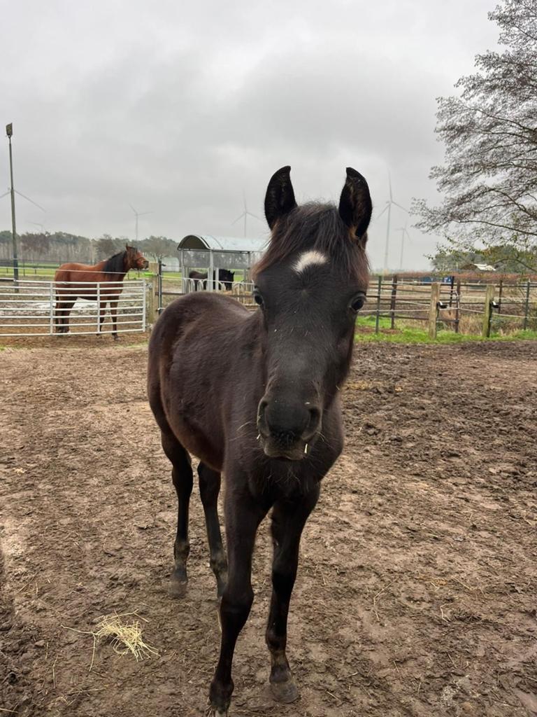 2 charmante jaarling hengstjes, Dieren en Toebehoren, Paarden, Ontwormd