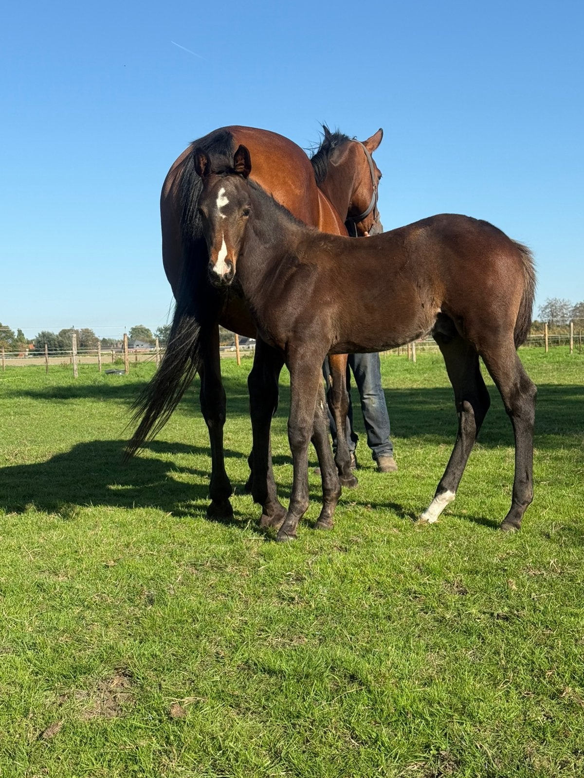 Colt Candy de Nantuel de la lignée maternelle d'Emerald, Étalon, Cheval de saut, 0 à 2 ans