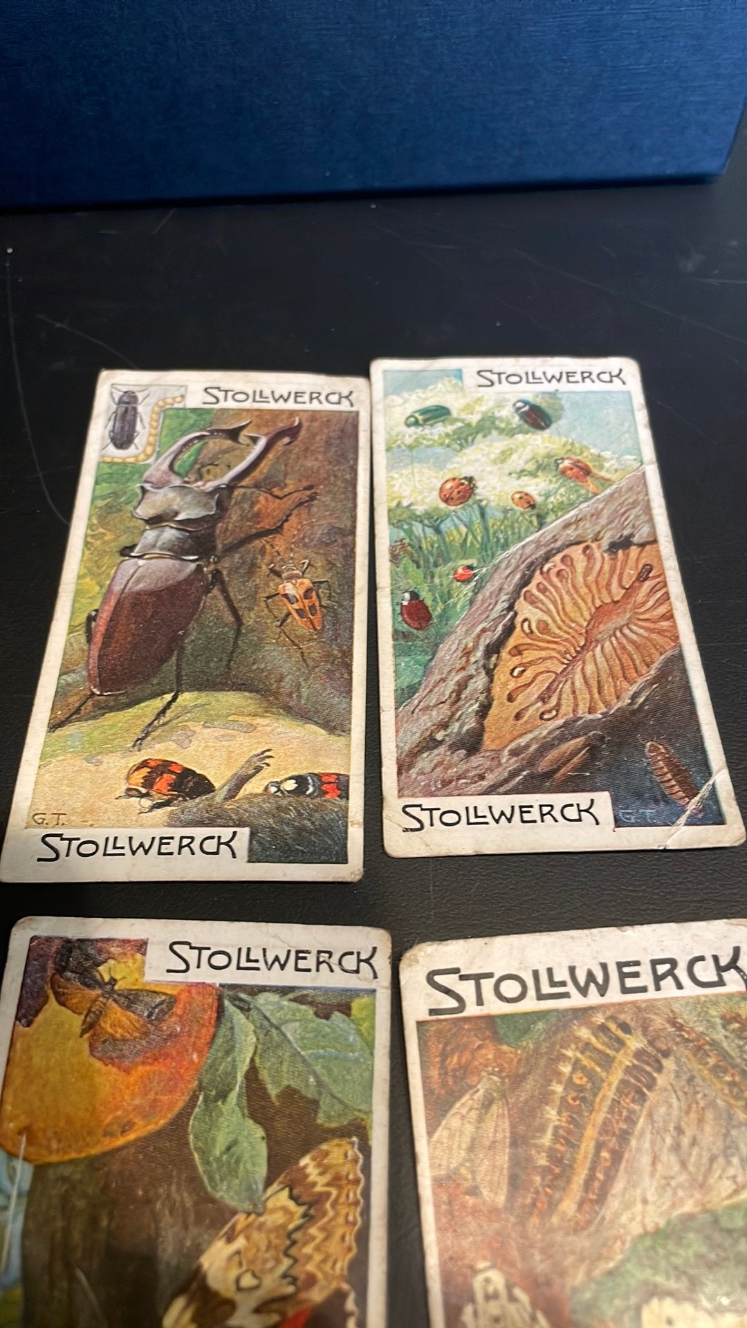 Stollwerck chromo geoep 23(x3a), Verzamelen, Gebruikt, Ophalen of Verzenden, 1940 tot 1960, Dier