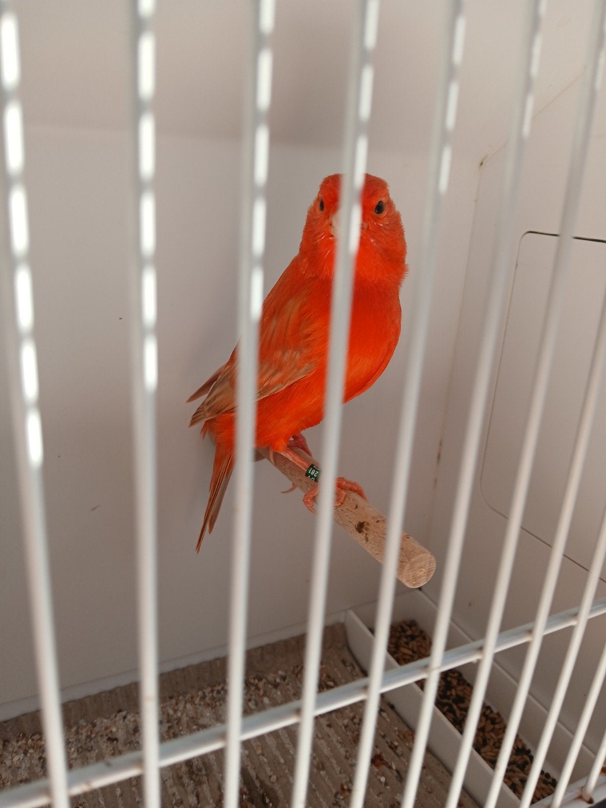 Rood Isabel man  2026, Dieren en Toebehoren