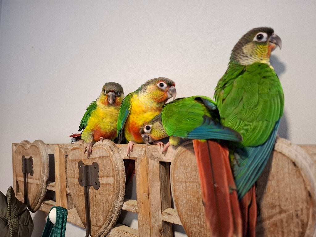 Pyrrhuras apprivoisées, Plusieurs animaux, Perruche, Domestique