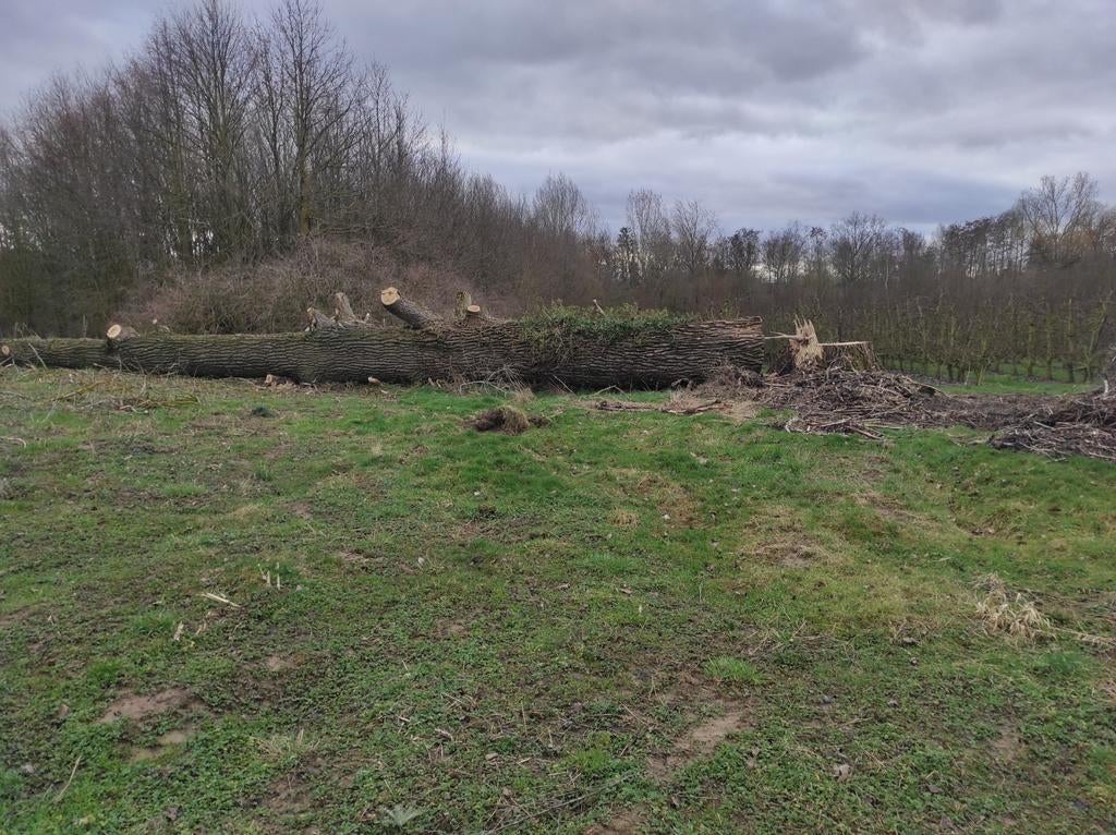 Hout populier zeker 15 stère