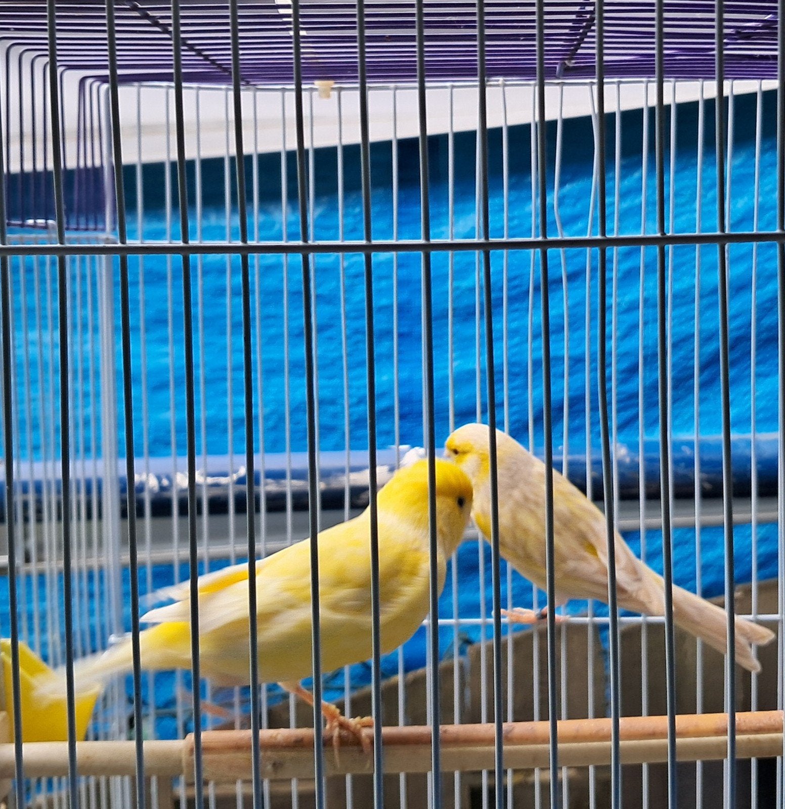 koppel kanari te koop 30 euro, Dieren en Toebehoren