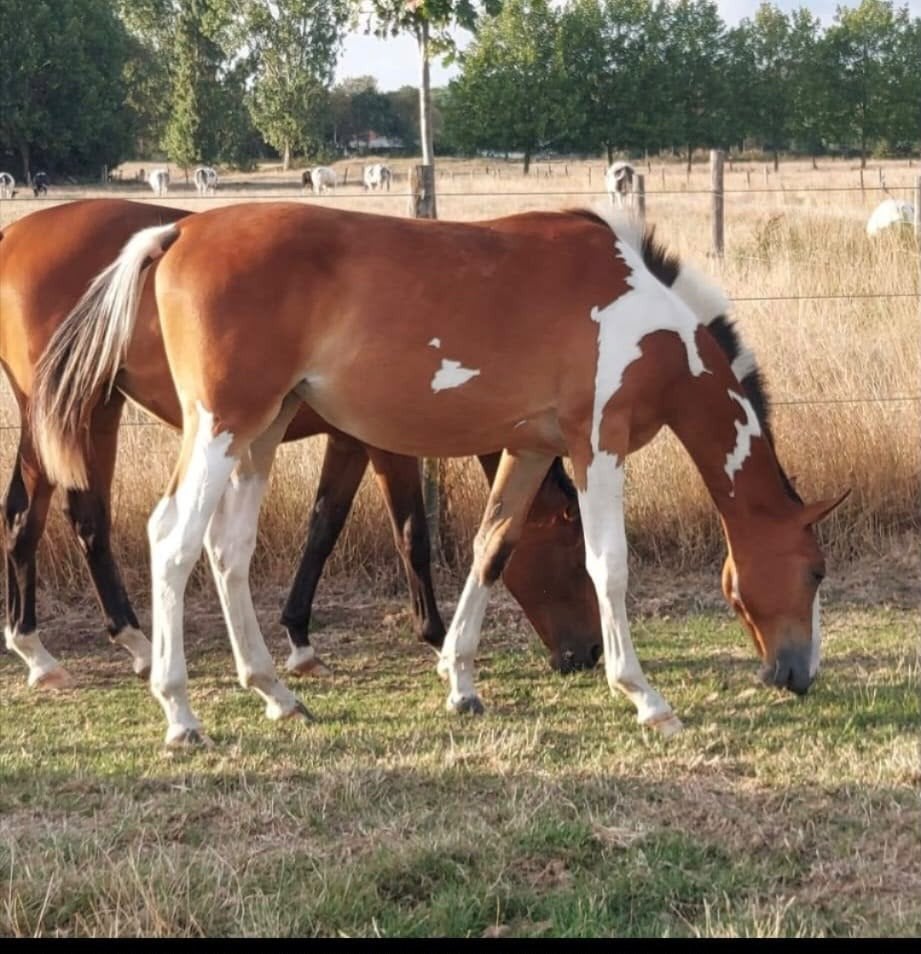 Mooie bonte jaarling merrie, Merrie, Springpaard, Met stamboom, 0 tot 2 jaar