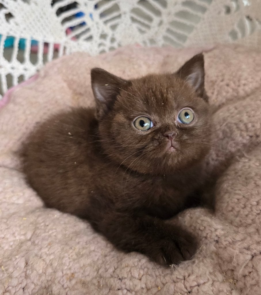 British Shorthair chocolat/noir/bleu, Chat, Avec pedigree, 0 à 2 ans