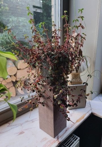 gezonde vetplant in pon lechuza CB, Ophalen, Vetplant, In pot