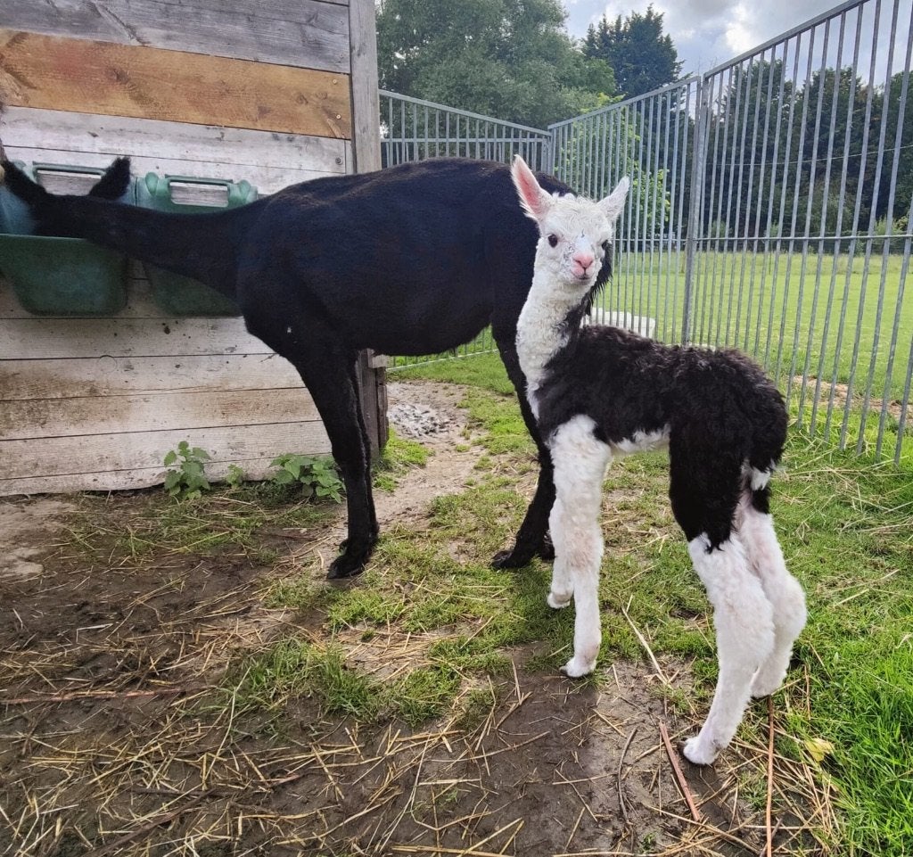 Bont alpaca hengst veulen, Animaux & Accessoires, Moutons, Chèvres & Cochons, Mouton, Mâle, 0 à 2 ans