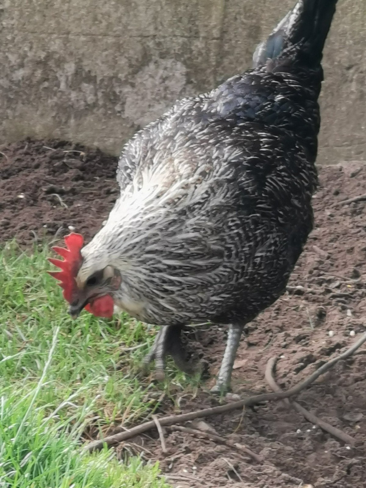 Campine Hooker, Poule ou poulet